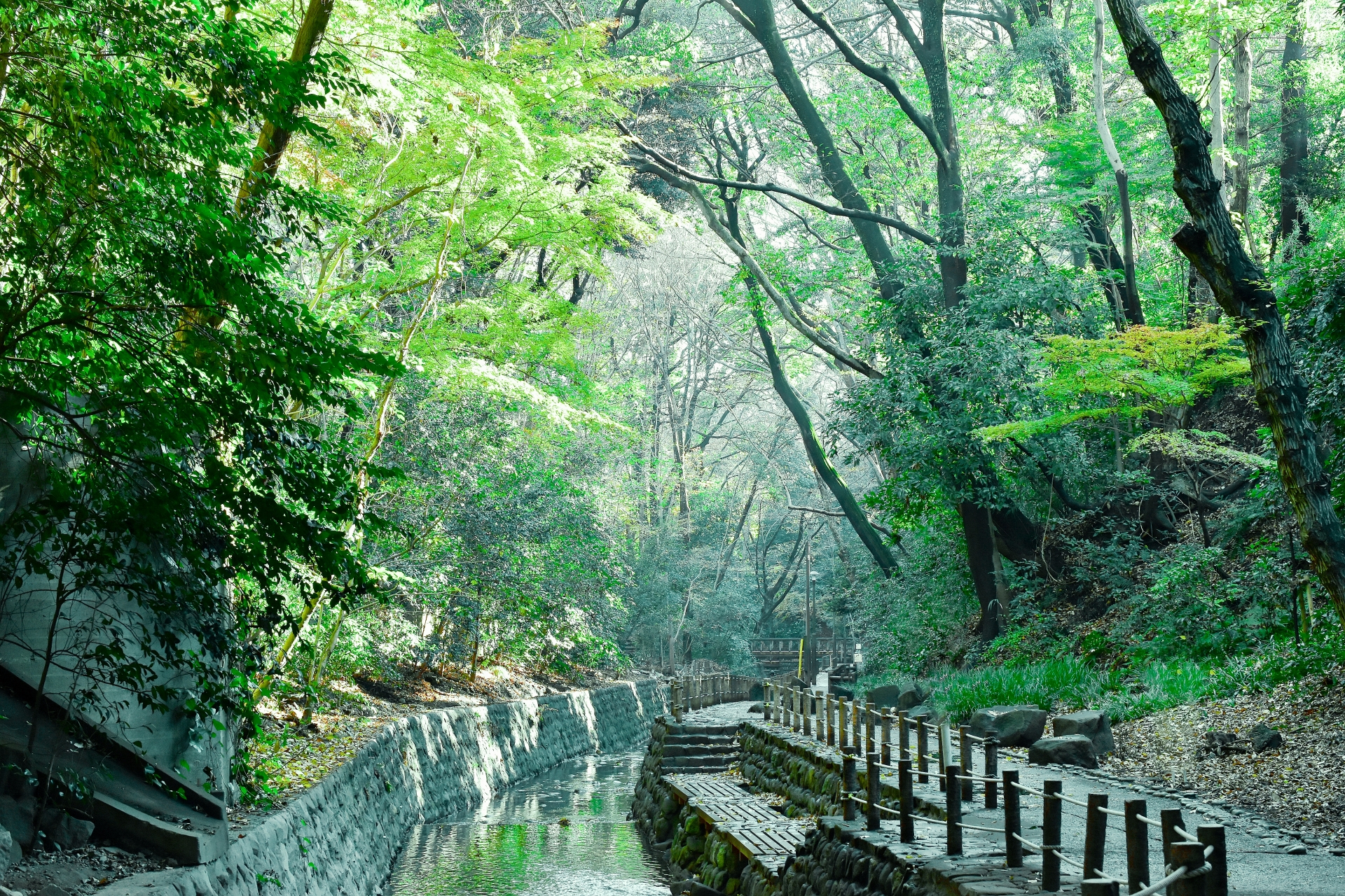 Todoroki Ravine Japanese Garden: Tokyo's Hidden 23-Ward Oasis of Tranquility