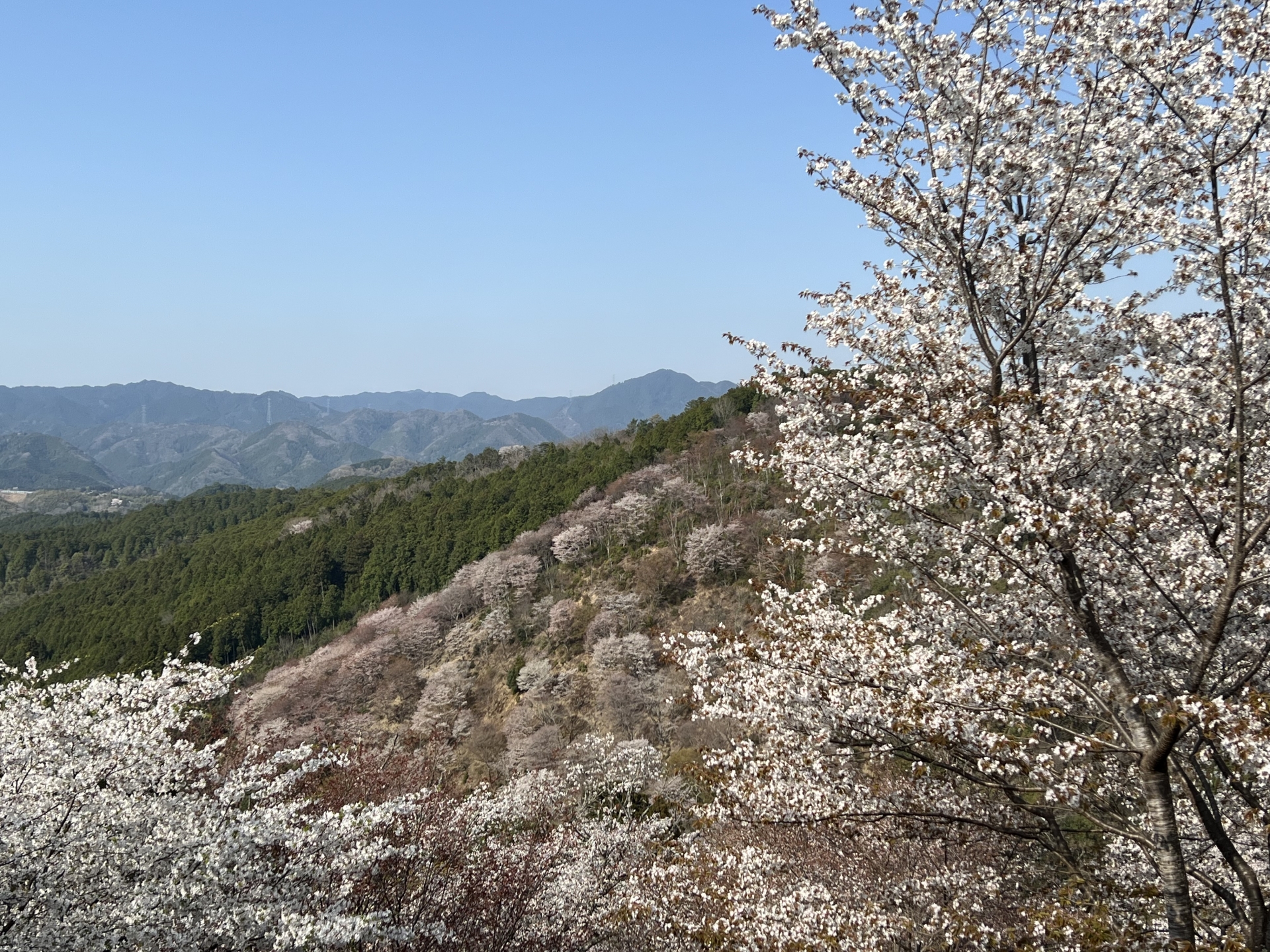Mount Yoshino: Japan's Most Spectacular Cherry Blossom Mountain with 30,000 Sakura Trees