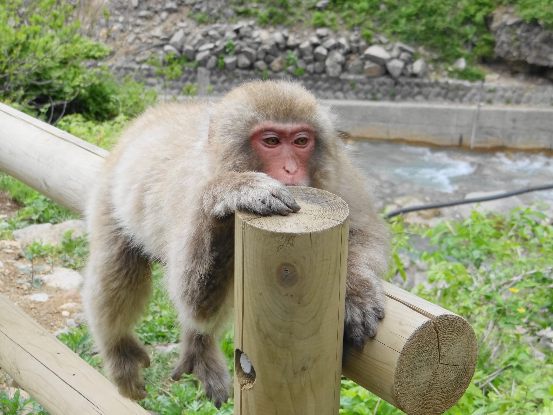 Arashiyama Monkey Park: Wild Monkeys & Breathtaking Kyoto Views You Can't Miss