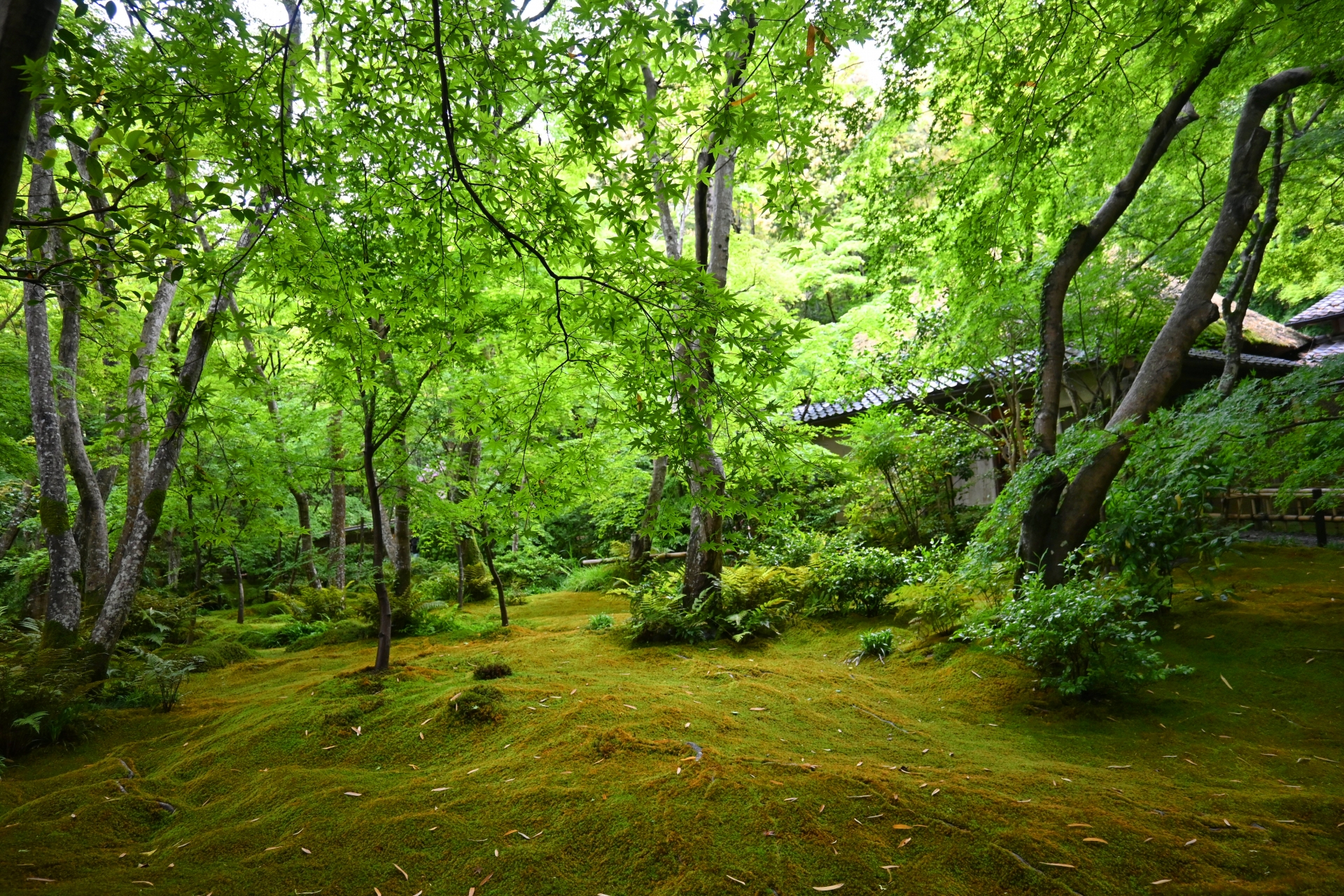 Giō-ji Temple: A Hidden Moss Garden Paradise Where Kyoto's Tragic Romance Comes Alive