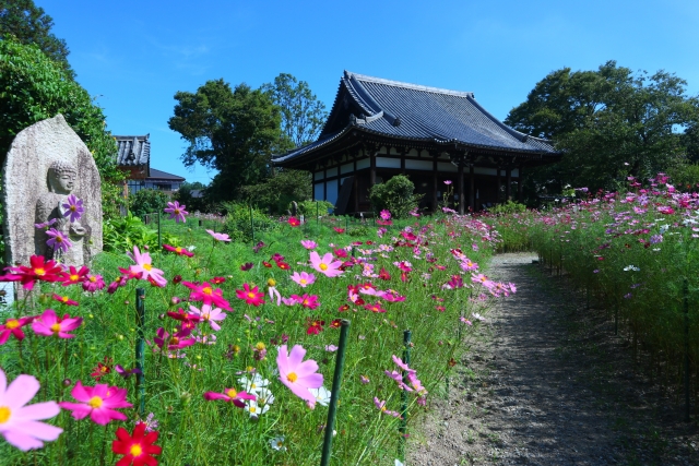 Hannyaji Temple: Nara's Hidden Cosmos Flower Paradise & Ancient Buddhist Treasure