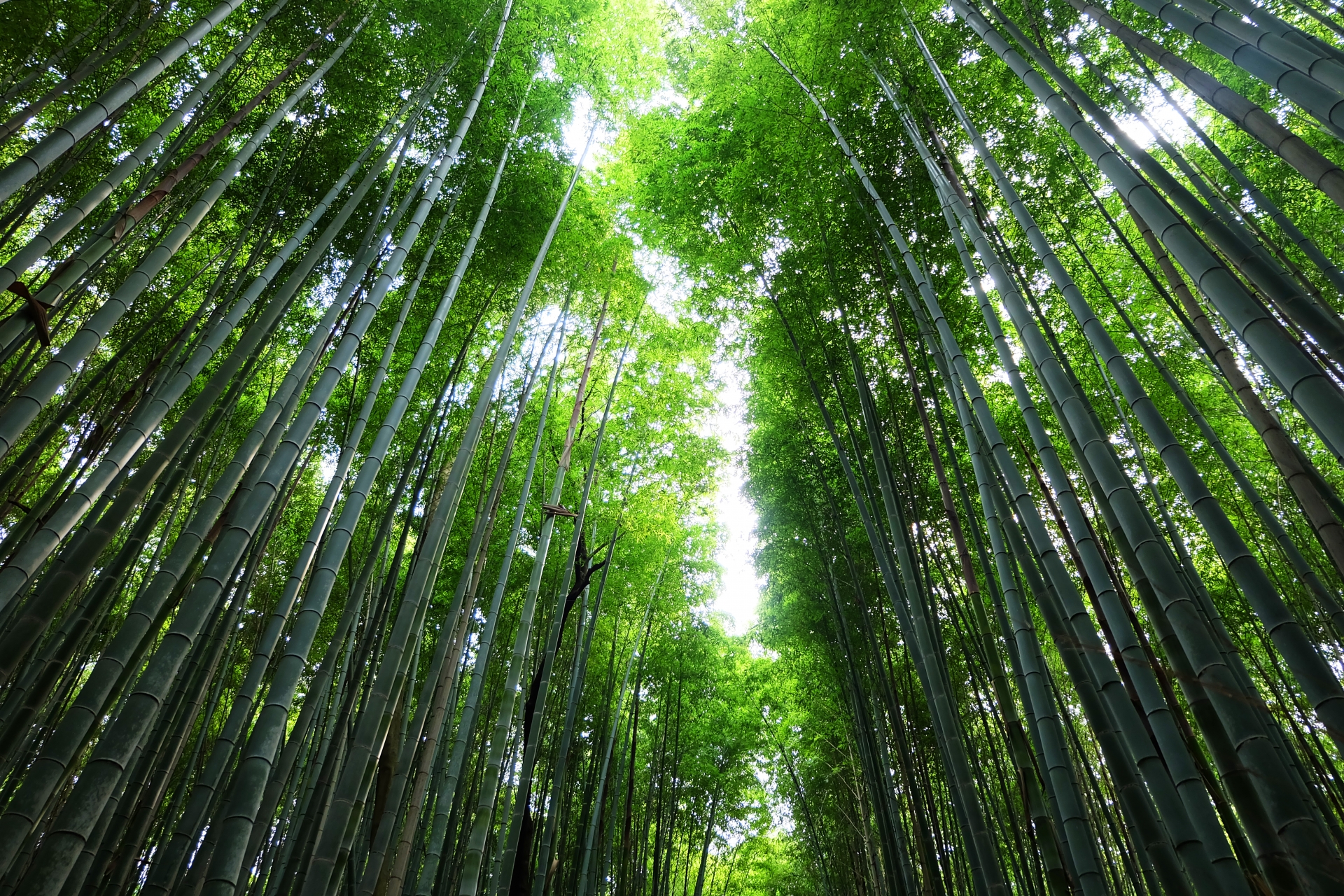 Arashiyama Bamboo Grove: Step Into Kyoto's Most Enchanting Natural Wonder
