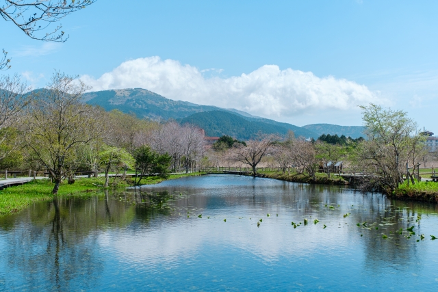 Hakone Shisseikaen: A Hidden Wetland Garden Paradise for Nature Lovers