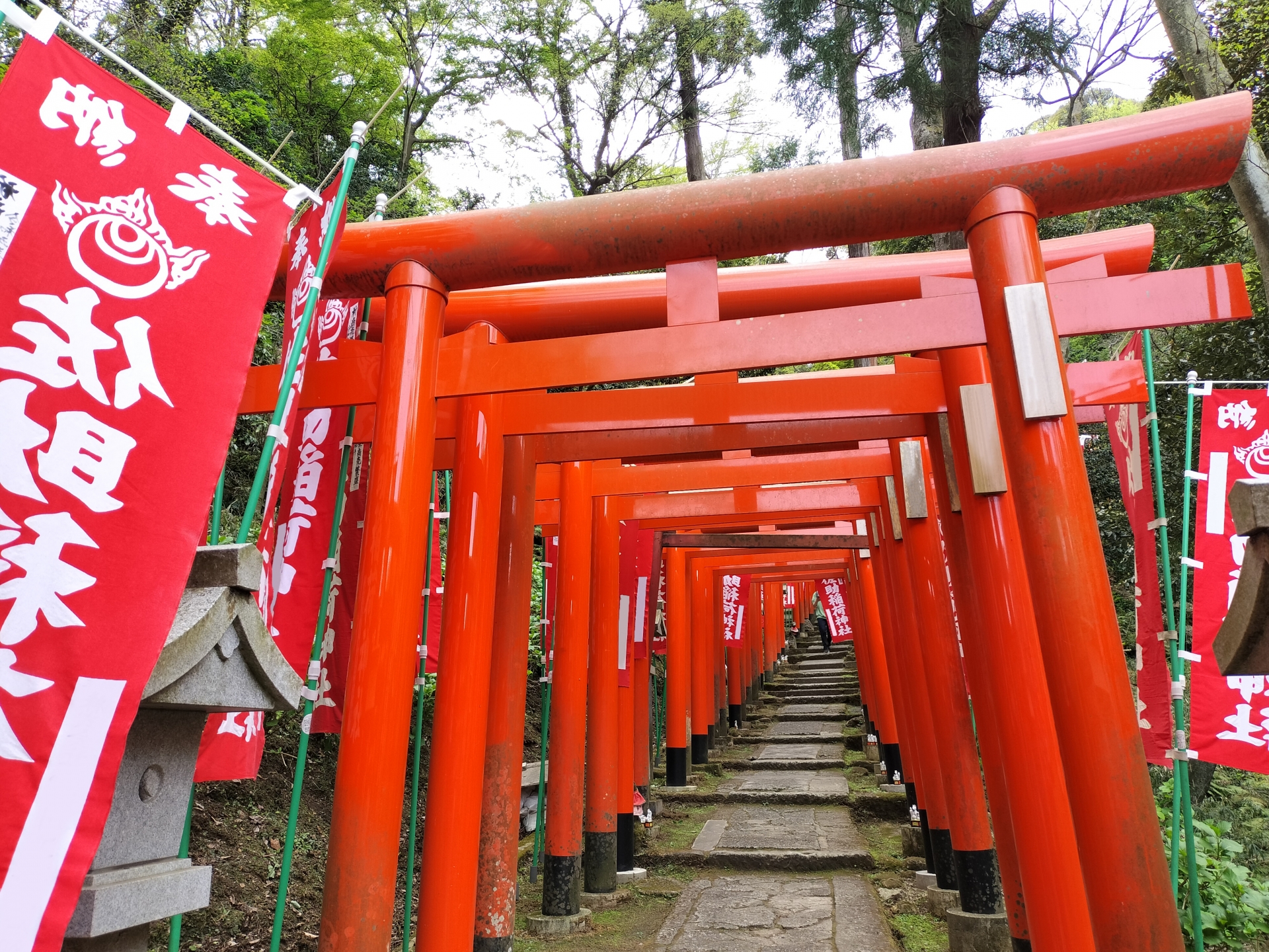 Sasuke Inari Shrine: Kamakura's Hidden Fox Sanctuary with Mystical Red Torii Gates
