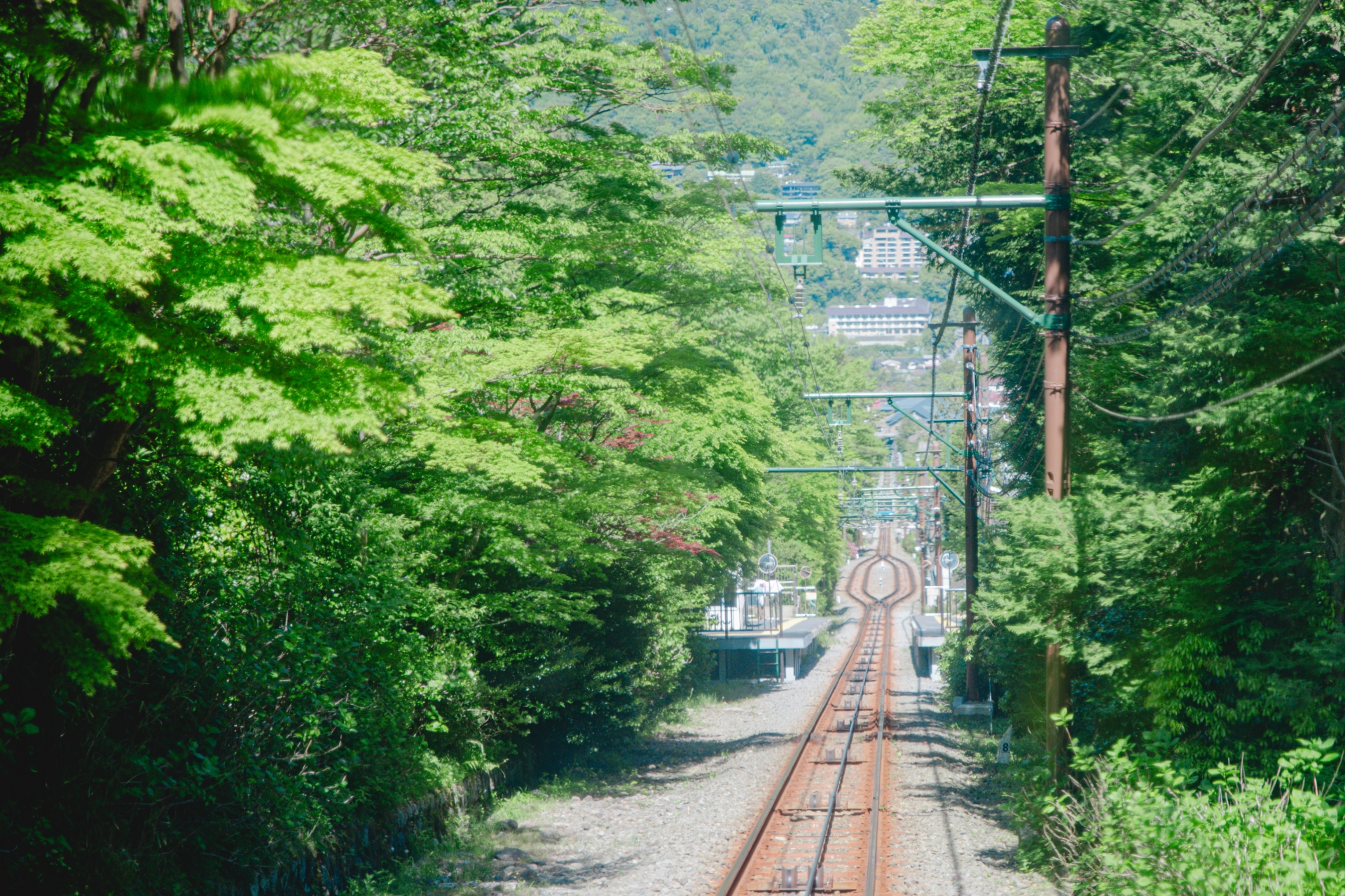 Hakone Museum of Art: A Hidden Sanctuary with Japan's Most Stunning Moss Garden