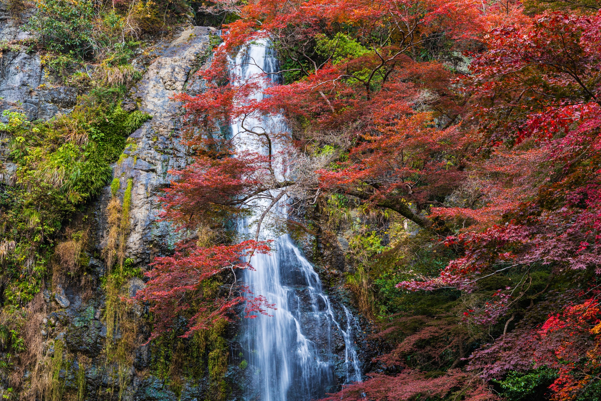 Minoh Falls: Osaka's Secret Nature Escape with Deep-Fried Maple Leaves You Must Try