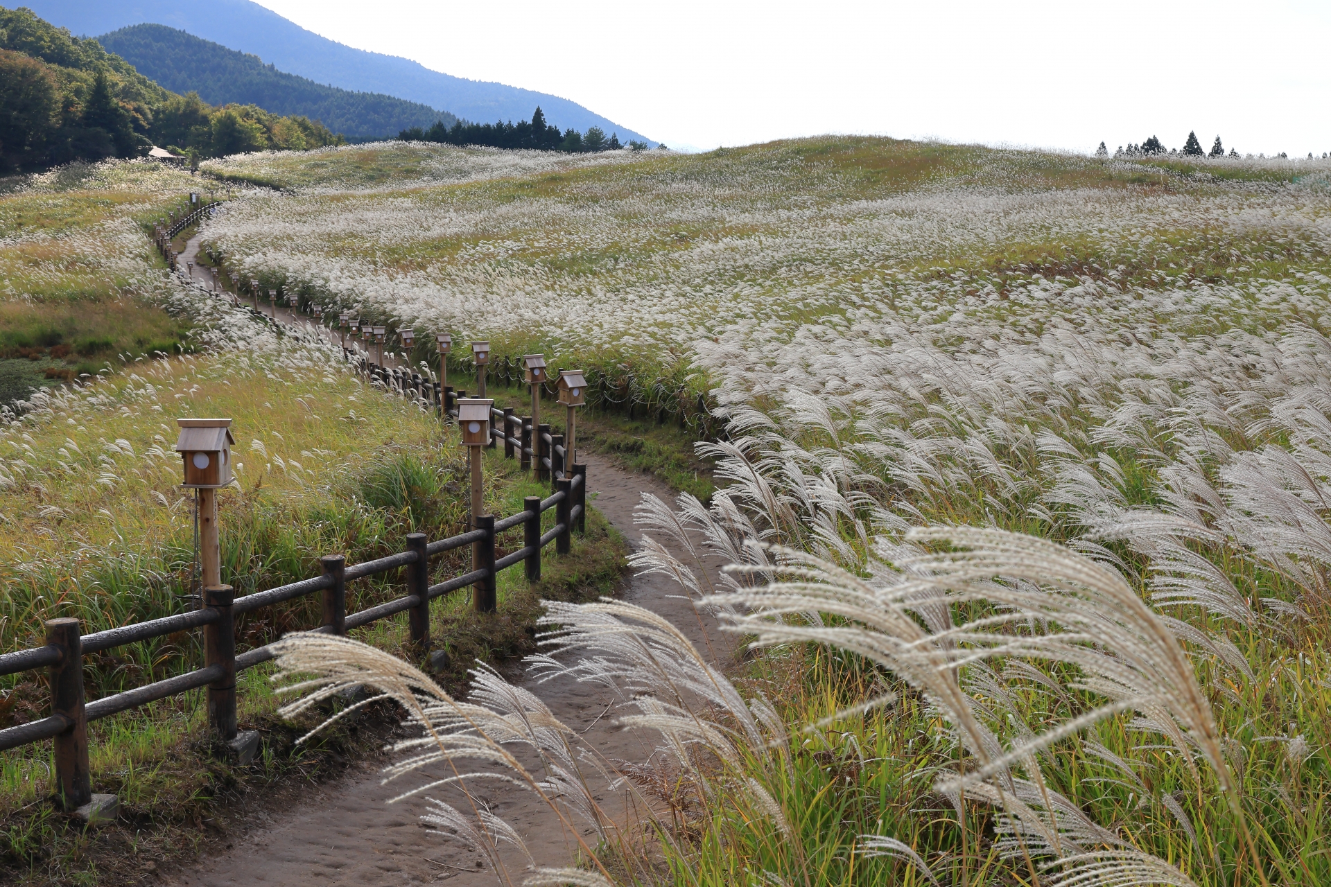 Soni Plateau: A Hidden Gem Where Golden Pampas Grass Fields Create Nara's Most Breathtaking Autumn Spectacle