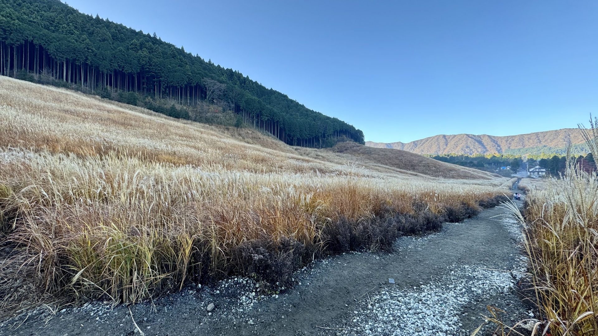 Sengokuhara Pampas Grass Field: Hakone's Golden Carpet of Autumn Splendor