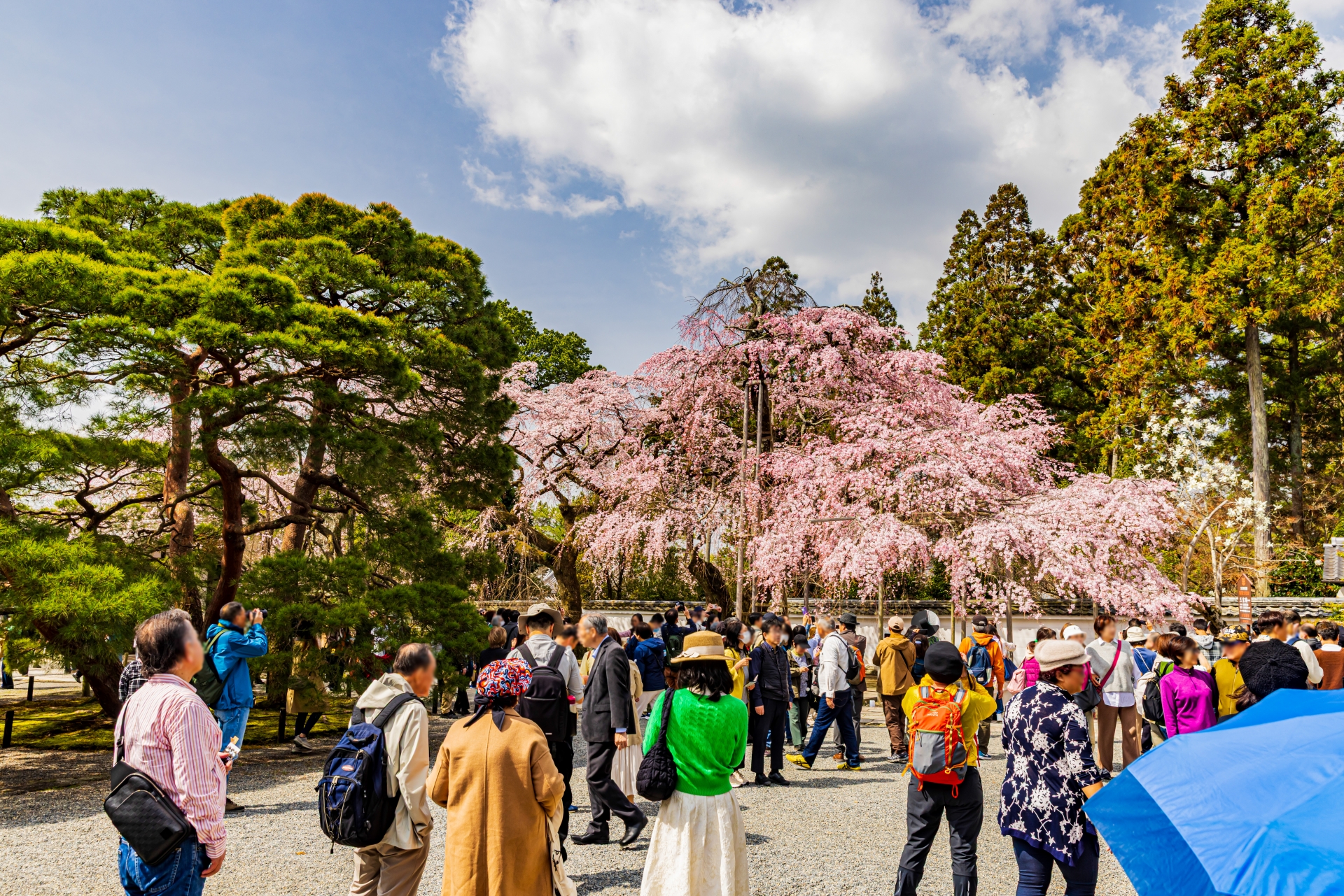 Daigo-ji Temple: A UNESCO World Heritage Cherry Blossom Paradise Less Crowded Than Kyoto's Hotspots