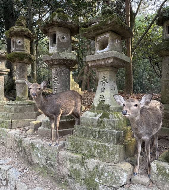 Kasuga Taisha: Ancient Nara's Sacred Shrine Where 3,000 Lanterns Light Your Path