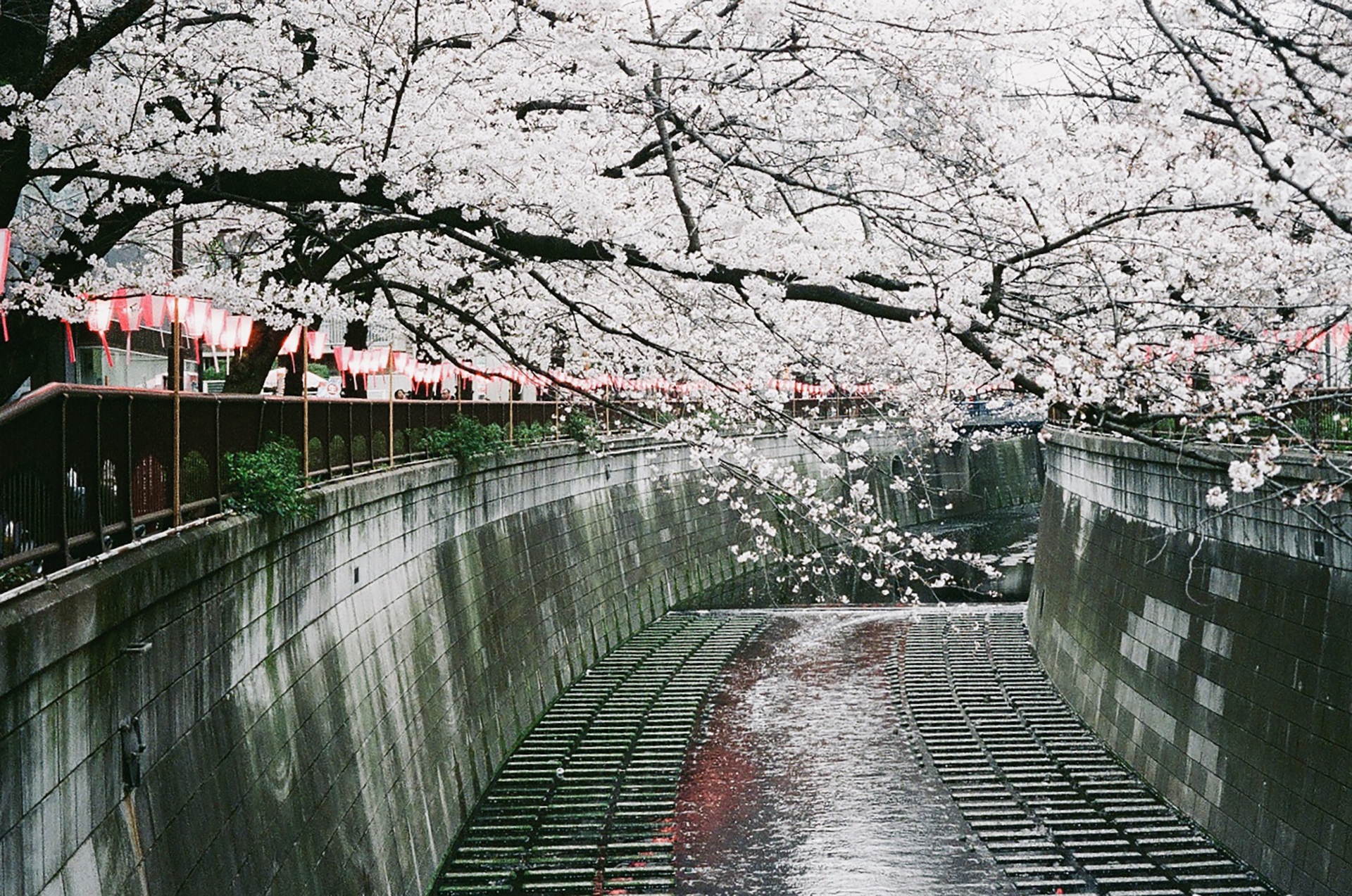 Meguro River Cherry Blossoms: Tokyo's Most Romantic Sakura Tunnel Experience