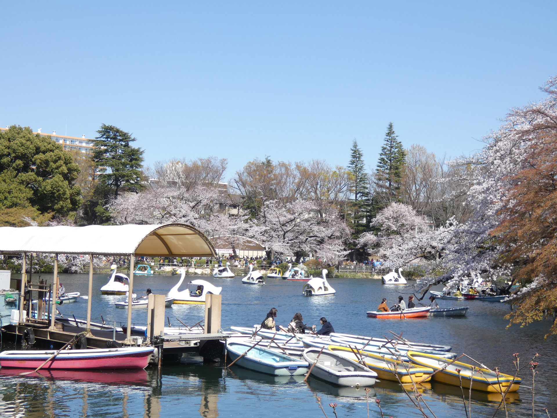 Inokashira Park: Tokyo's Hidden Cherry Blossom Paradise with a Secret Bridge View