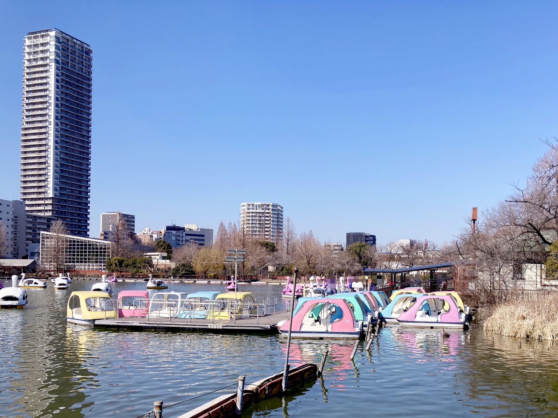 Shinobazu Pond: Ueno's Hidden Oasis Where Kochikame Comes to Life
