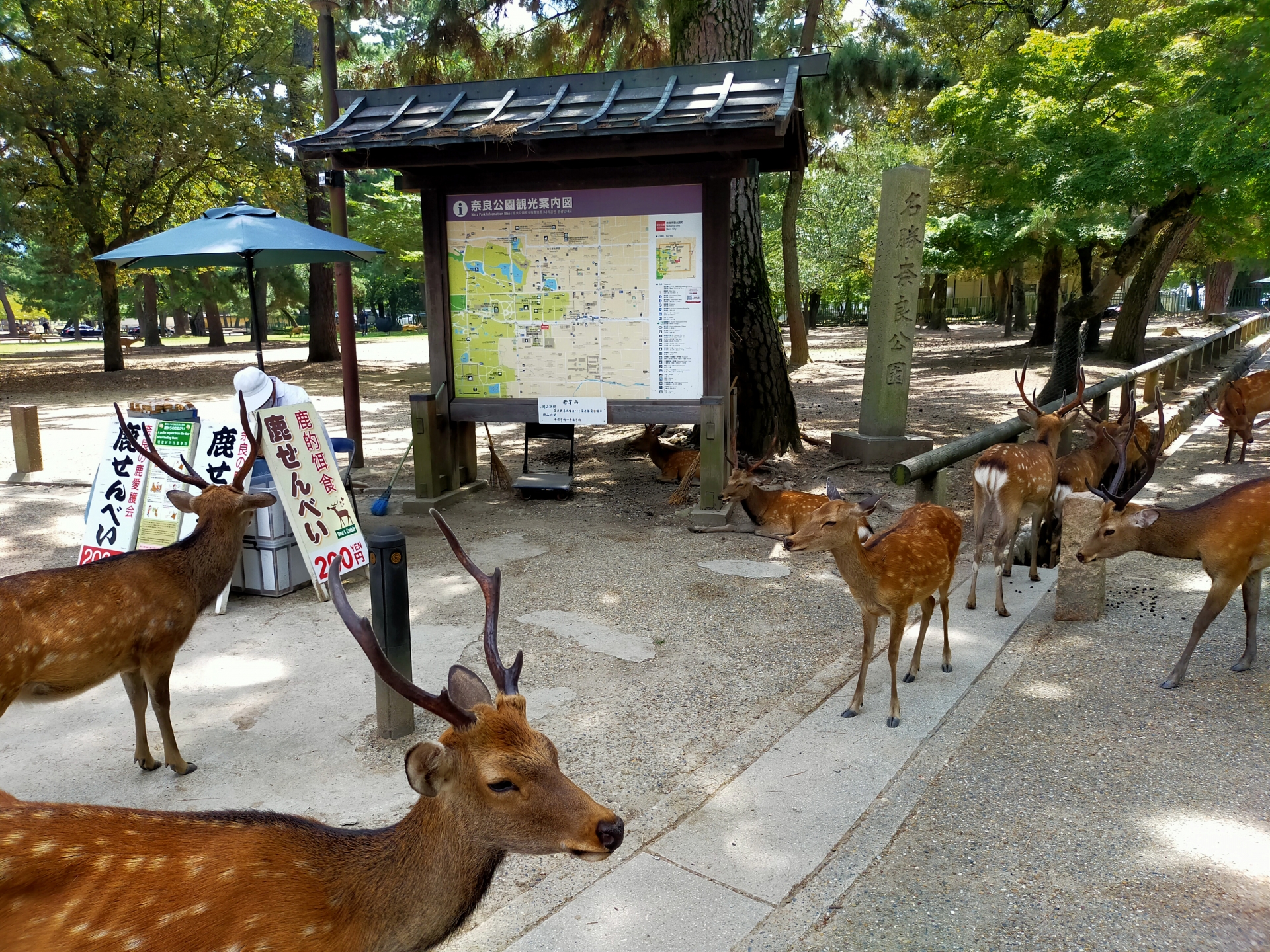 Nara Park: Meet Over 1,000 Wild Deer in Japan's Most Authentic Sacred Forest