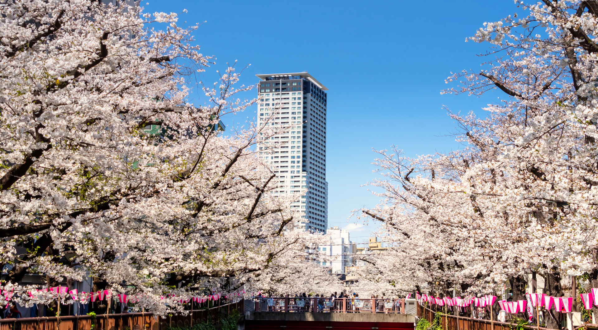 Meguro River Cherry Blossoms: Tokyo's Most Romantic Sakura Tunnel Loved by Locals