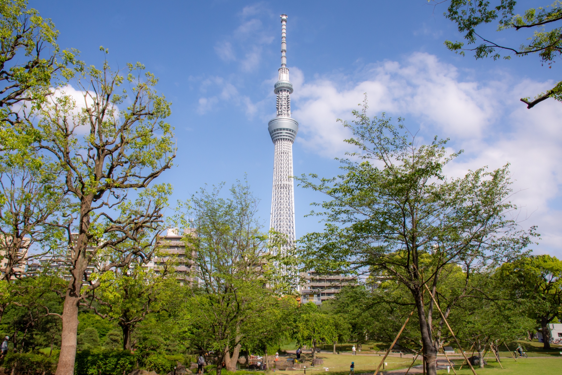 Sumida Park: Tokyo's Secret Cherry Blossom Paradise with Stunning Skytree Views
