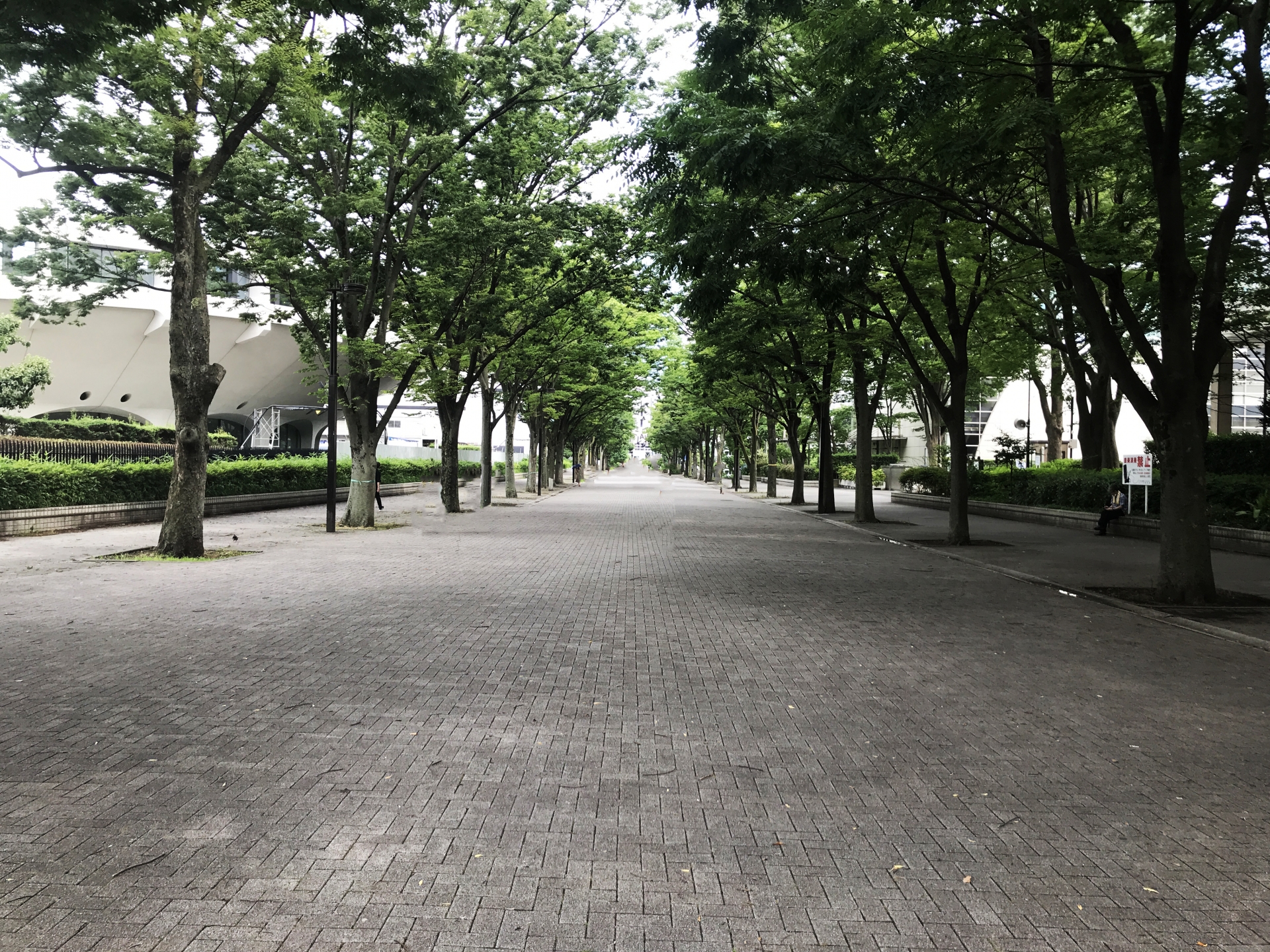 Yoyogi Park: Tokyo's Ultimate Urban Oasis for Picnics, Markets & People-Watching