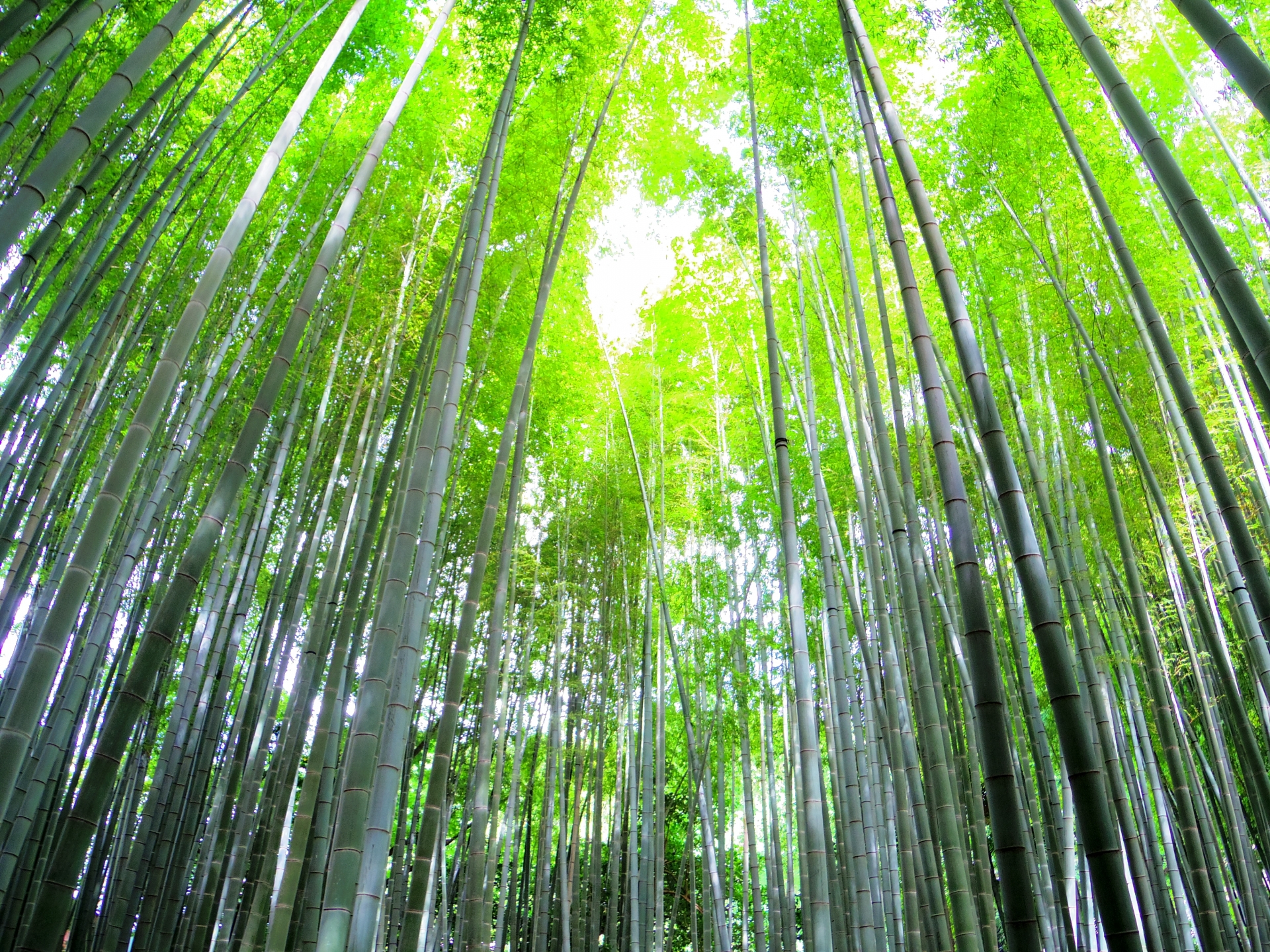Houkoku-ji Temple: Kamakura's Most Photogenic Bamboo Garden Where You Can Sip Matcha