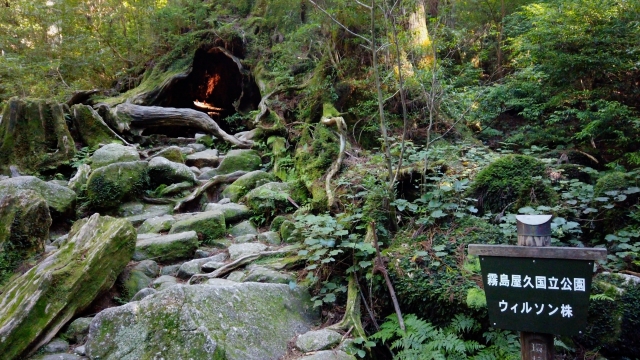 Yakushima Island: Japan's Mystical Ancient Forest Where 7,000-Year-Old Cedars Await